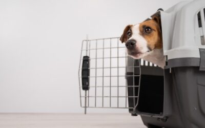 Via libera di Enac agli animali domestici in cabina, diventa più semplice farli viaggiare negli aerei